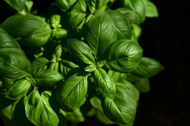 Creative herb gardens