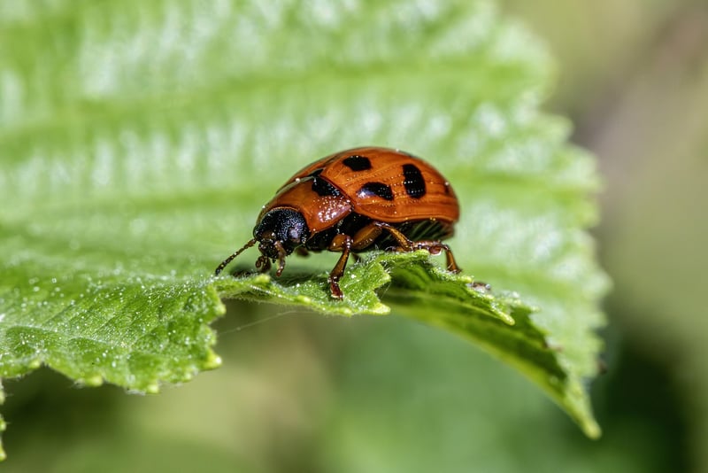 Pest management